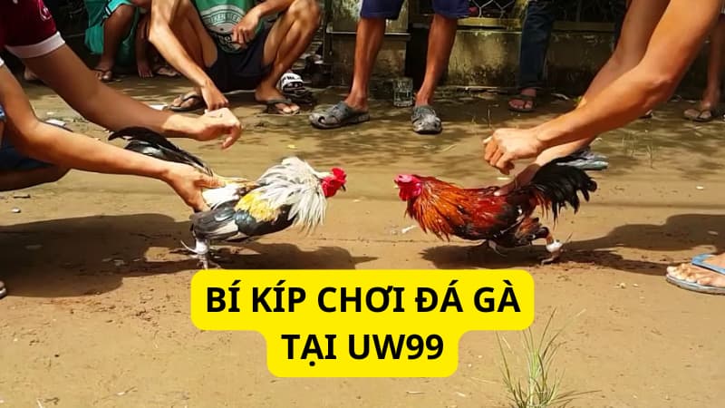 BÍ KÍP CHƠI ĐÁ GÀ TẠI UW99